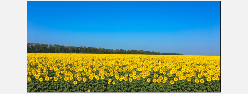 sunflower field