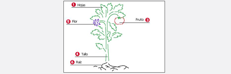 an image of a plant with the parts labeled