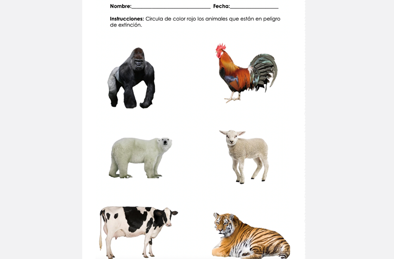 a worksheet with animal photos, e.g., gorilla, polar bear, etc.