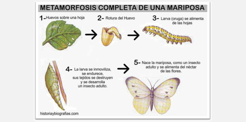 the stages of metamorphosis of a butterfly, from egg to butterfly