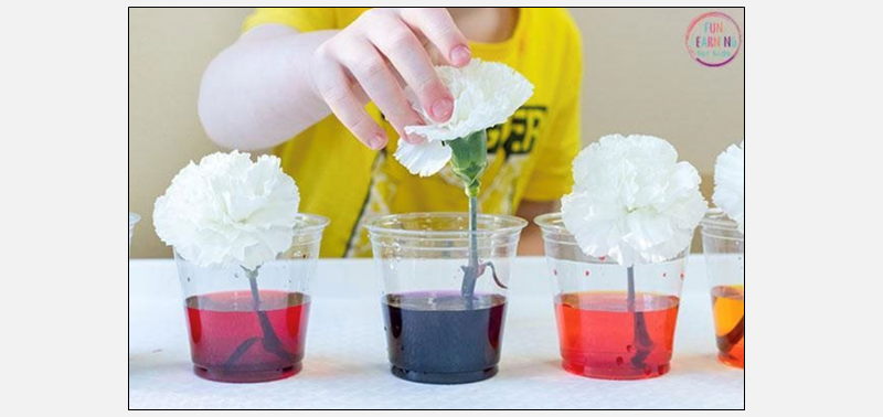 an image of flowers in cups with dye in the water