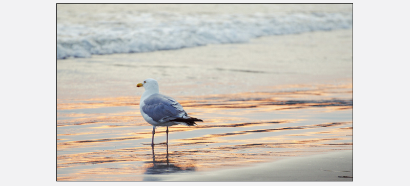 a seagull on the beach