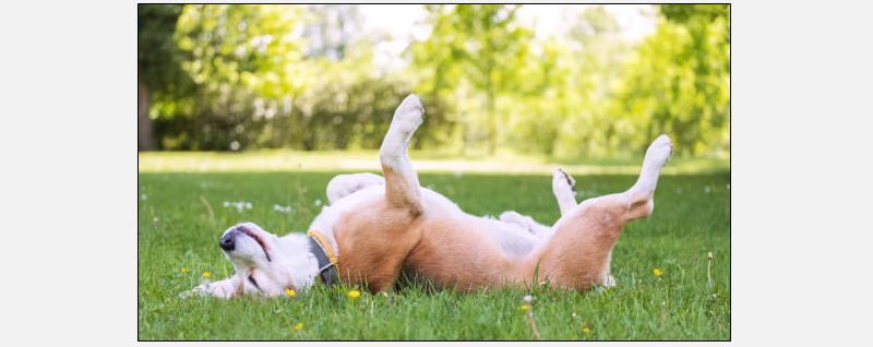 dog in park